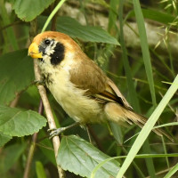 Spot-breasted Parrotbill